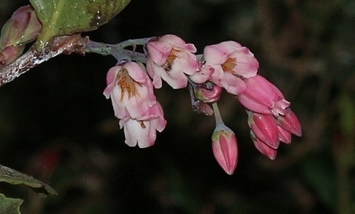 Vaccinium symplocifolium (D.Don ex G.Don) Alston